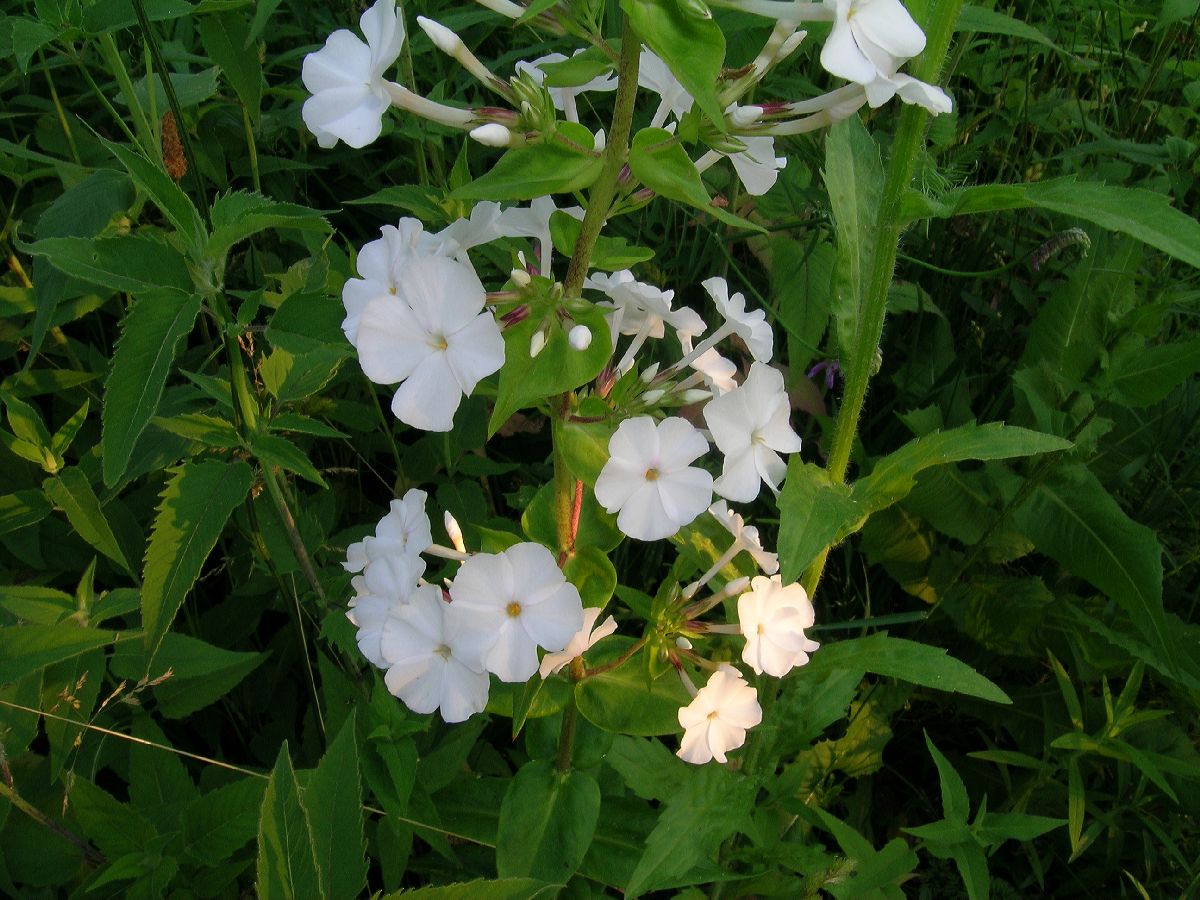 Polemoniaceae Phlox 