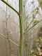 image of Chenopodium missouriense