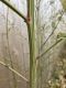 image of Chenopodium missouriense