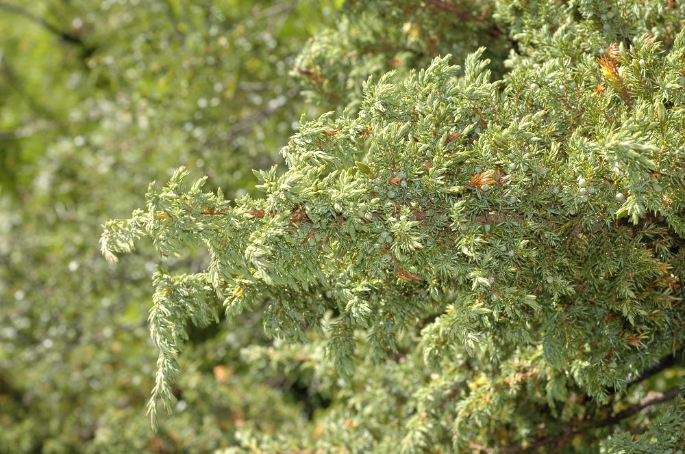 Cupressaceae Juniperus communis