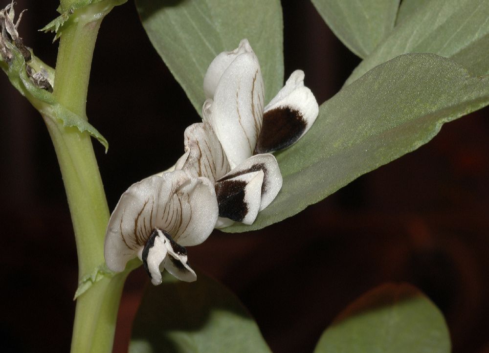 Fabaceae Vicia faba