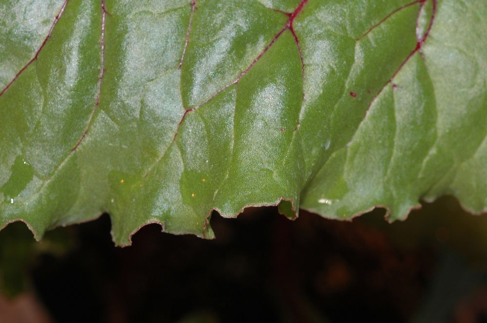 Amaranthaceae Beta vulgaris