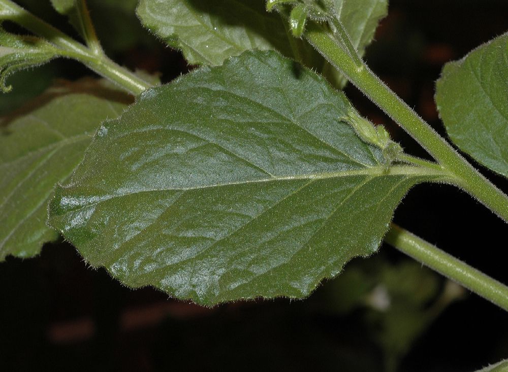 Solanaceae Nicotiana benthamiana
