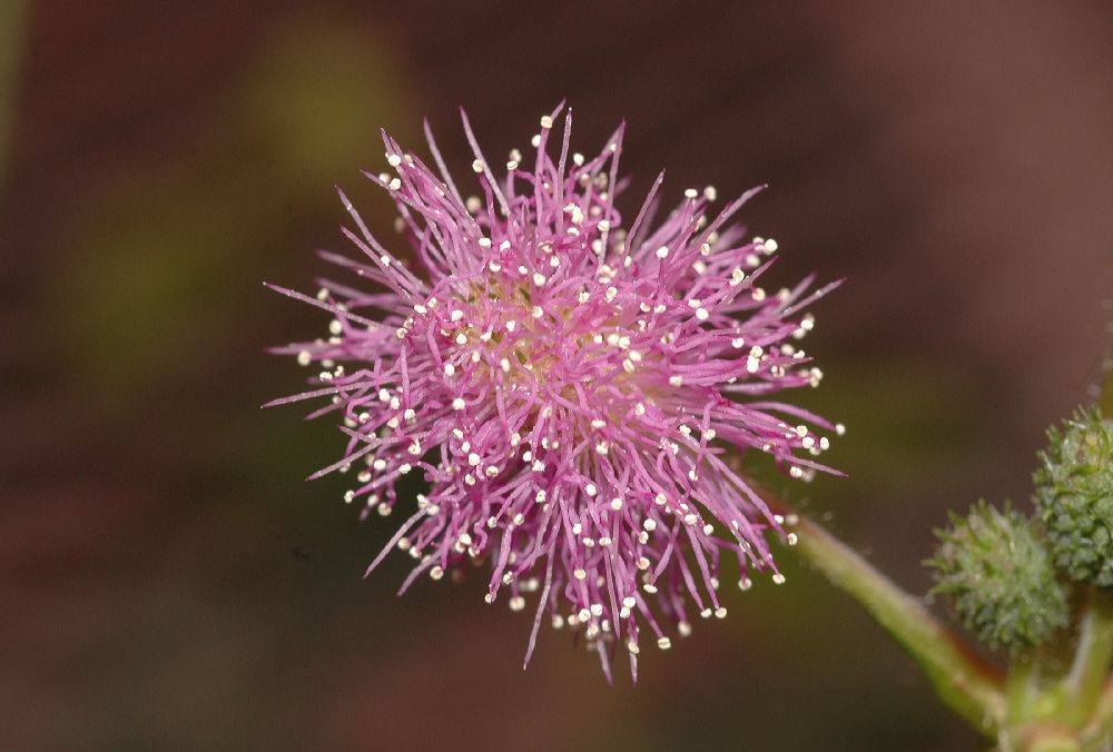 Fabaceae Mimosa pudica