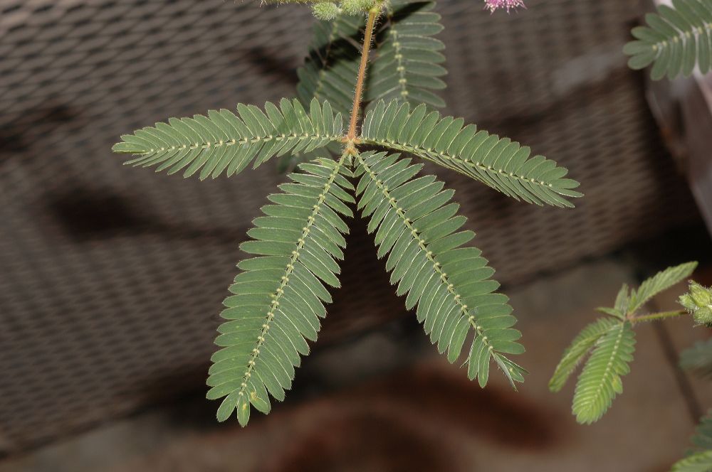 Fabaceae Mimosa pudica
