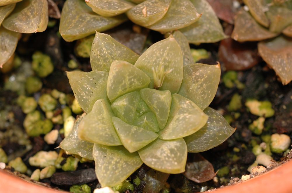 Asphodelaceae Haworthia reticulata