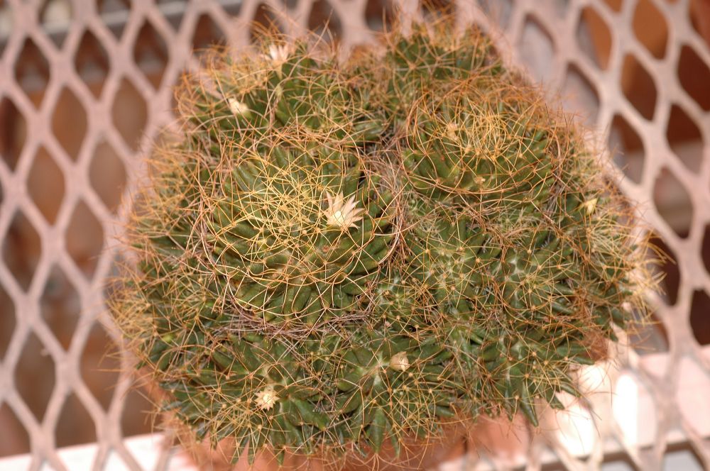 Cactaceae Mammillaria camptotricha