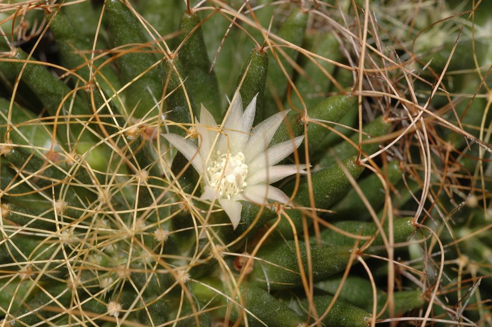 Cactaceae Mammillaria camptotricha