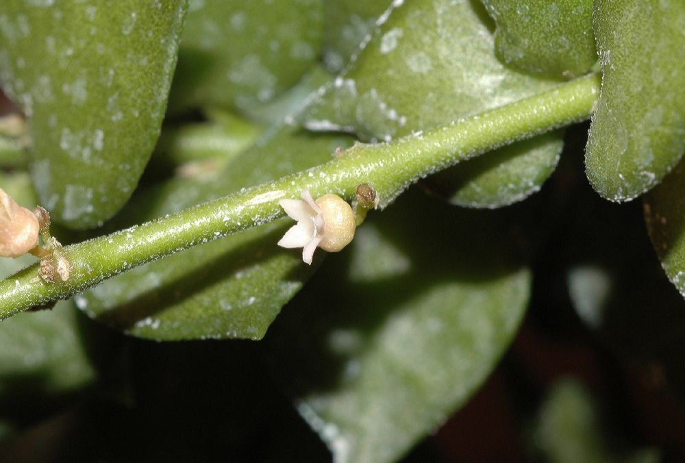 Apocynaceae Dischidia ruscifolia