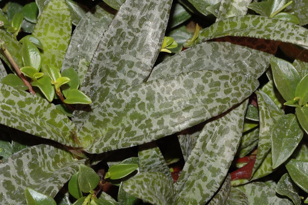 Hyacinthaceae Scilla violacea