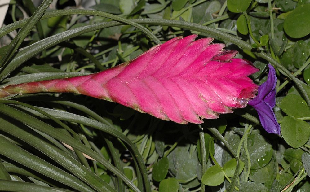 Bromeliaceae Tillandsia 