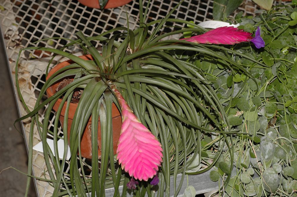 Bromeliaceae Tillandsia 