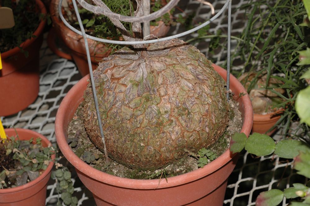Apocynaceae Petopentia natalensis
