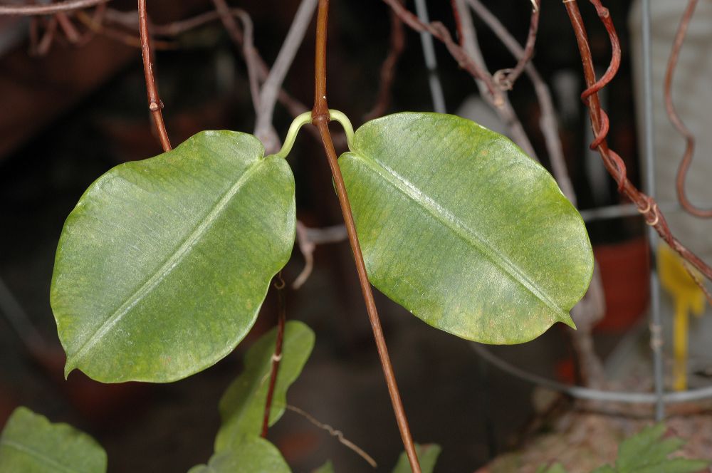 Apocynaceae Petopentia natalensis