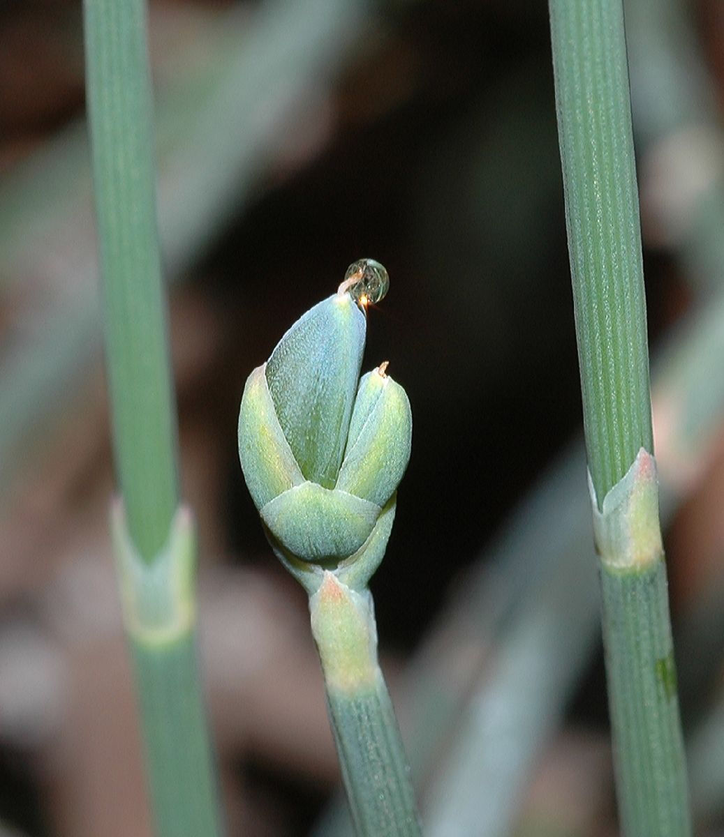 Ephedraceae Ephedra sinica