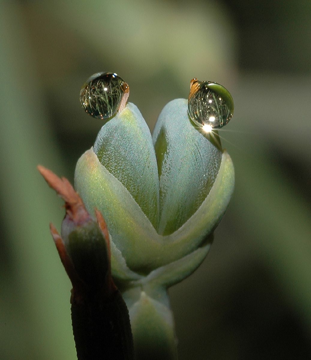 Ephedraceae Ephedra sinica