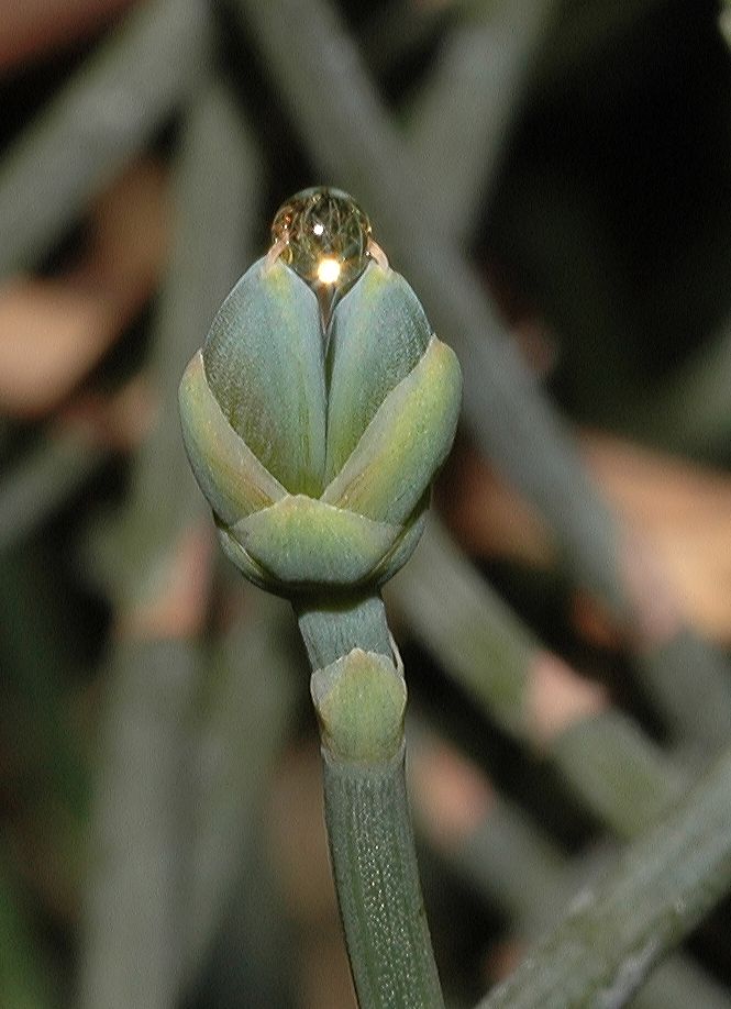 Ephedraceae Ephedra sinica