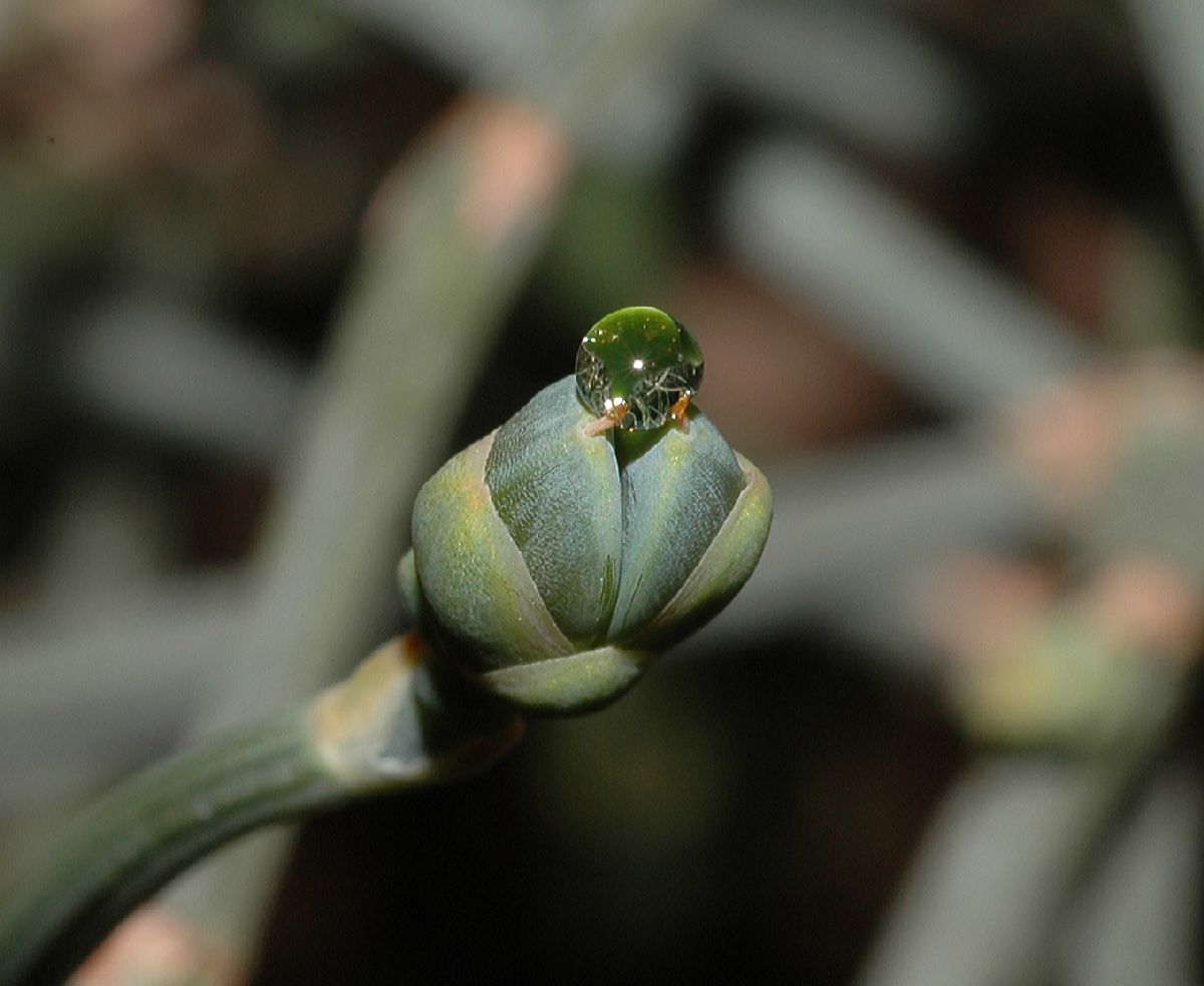 Ephedraceae Ephedra sinica