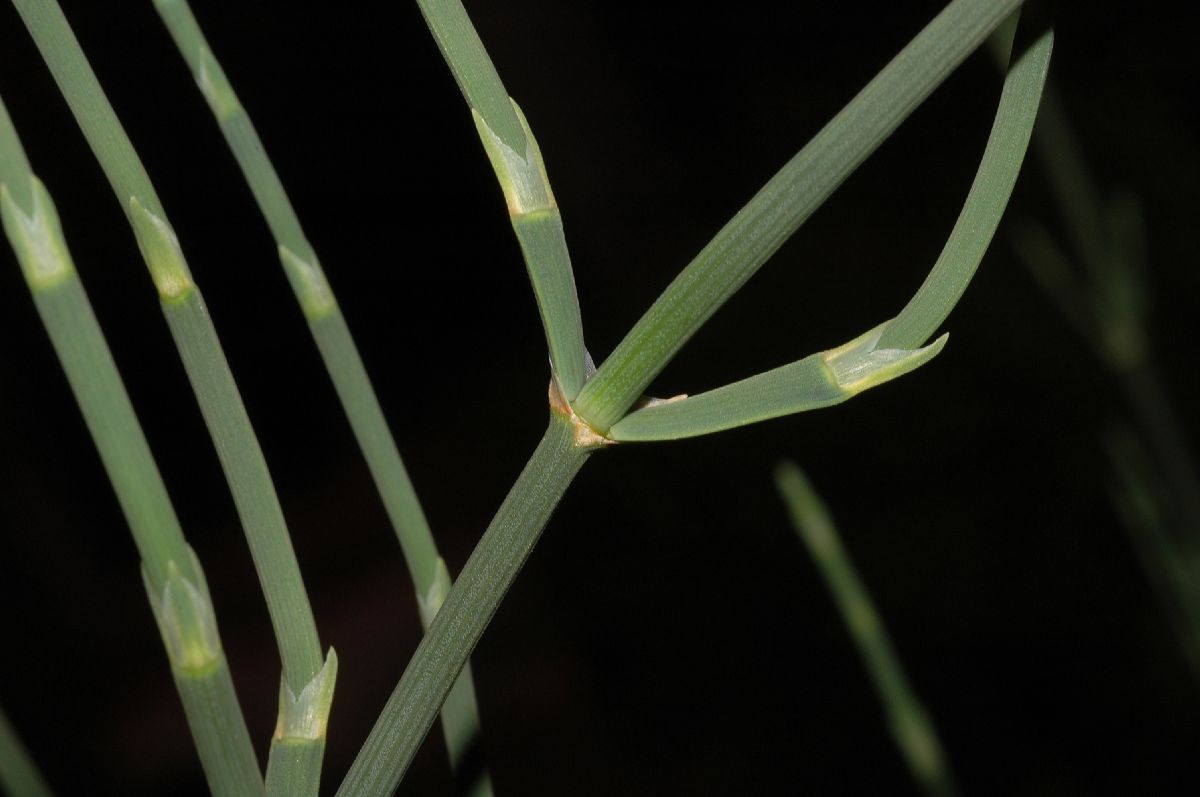 Ephedraceae Ephedra sinica