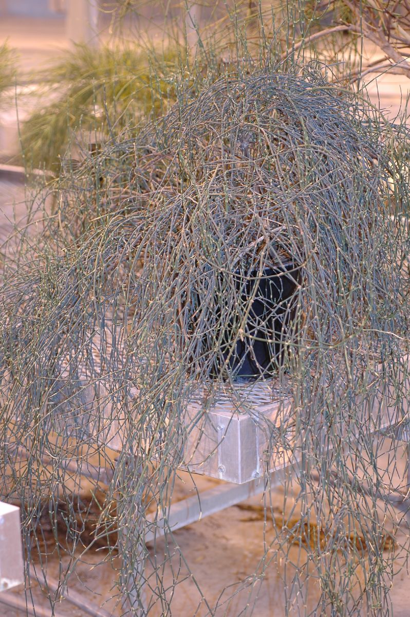 Ephedraceae Ephedra sinica