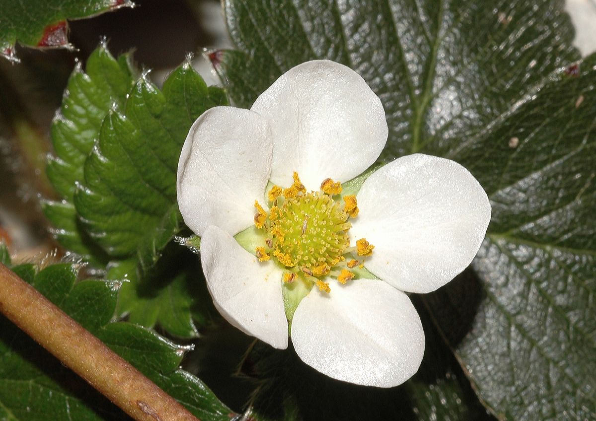 Rosaceae Fragaria 