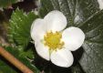 image of Fragaria 