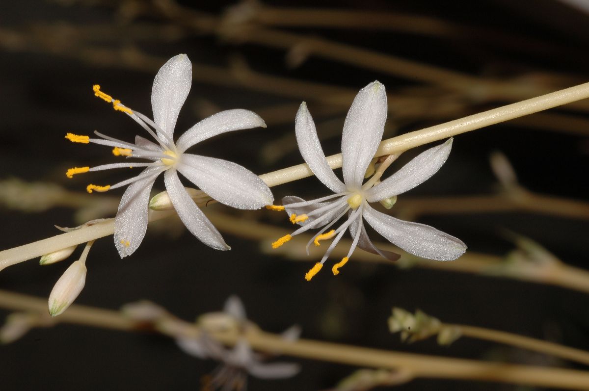 Asparagaceae Chlorophytum capense