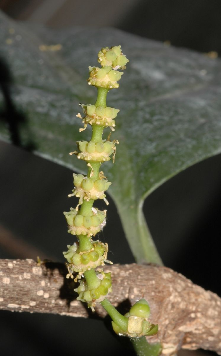 Gnetaceae Gnetum gnemon