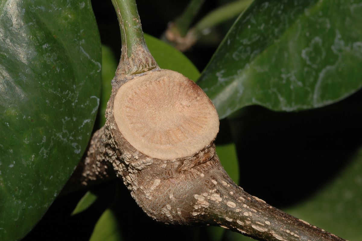 Gnetaceae Gnetum gnemon