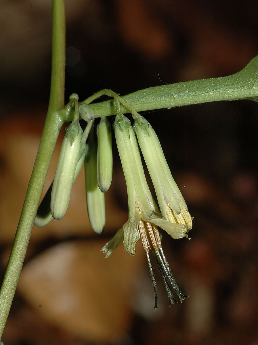 Asteraceae Prenanthes alba