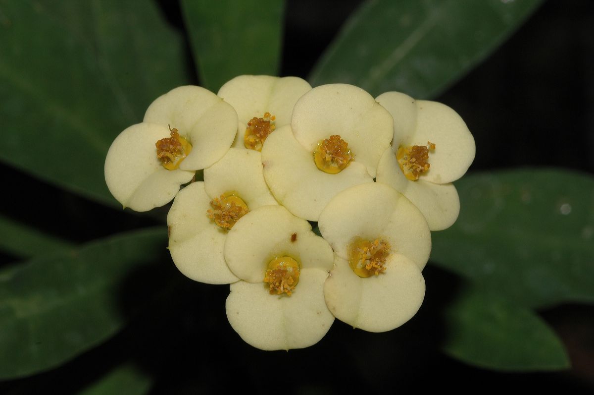 Euphorbiaceae Euphorbia milii