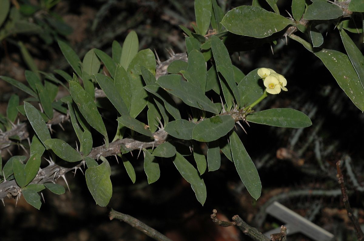 Euphorbiaceae Euphorbia milii