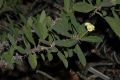 image of Euphorbia milii