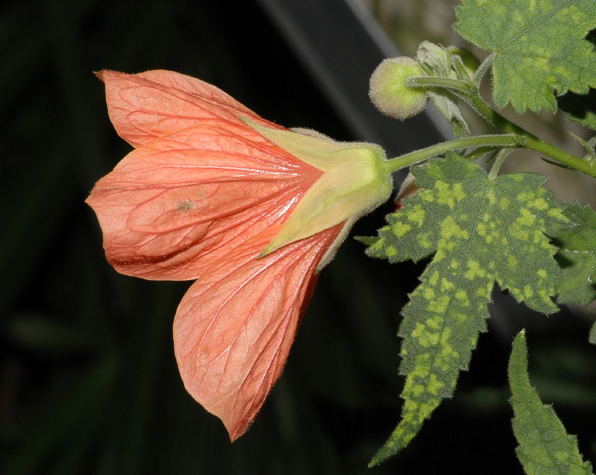 Malvaceae Abutilon pictum
