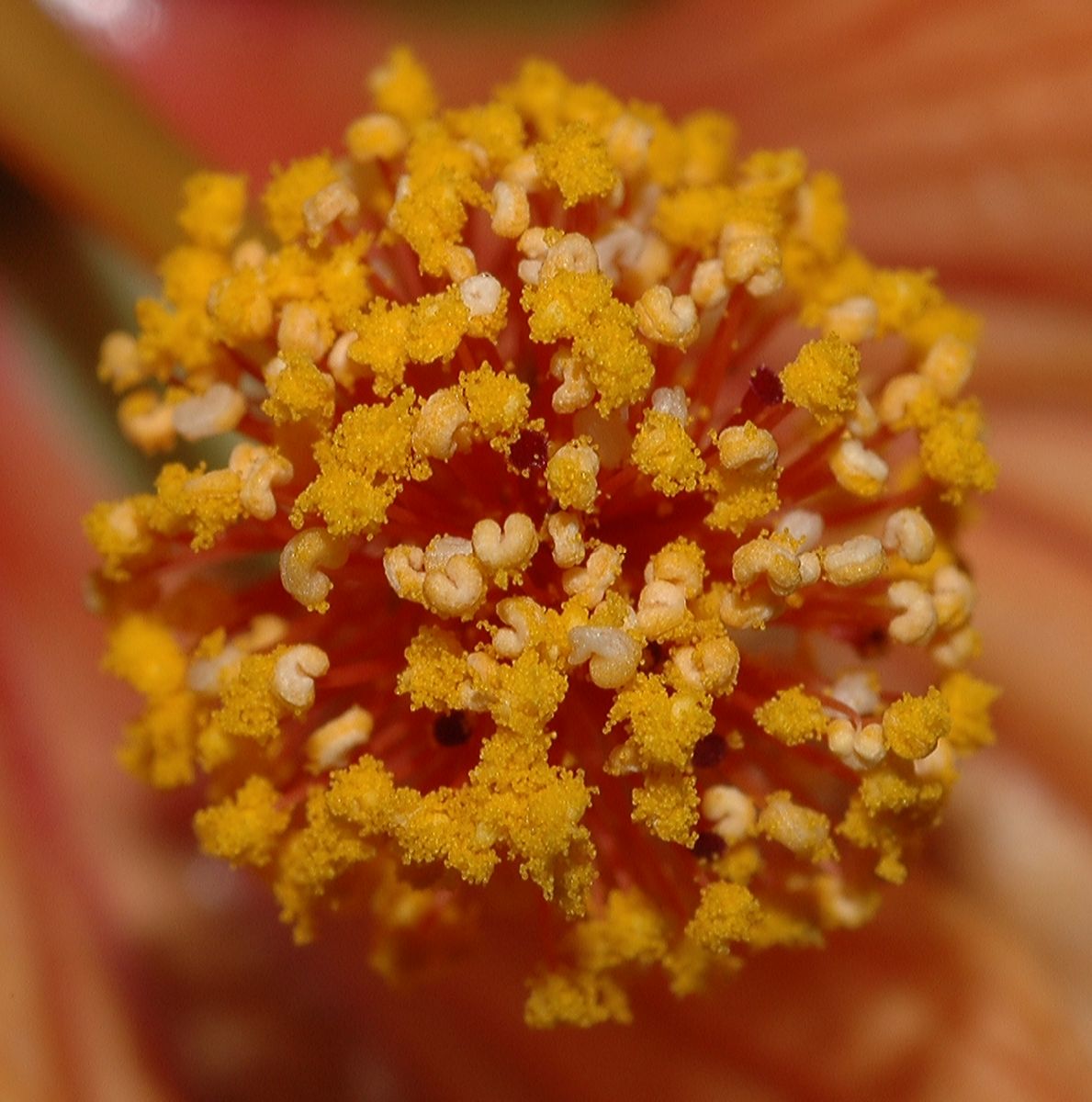 Malvaceae Abutilon pictum