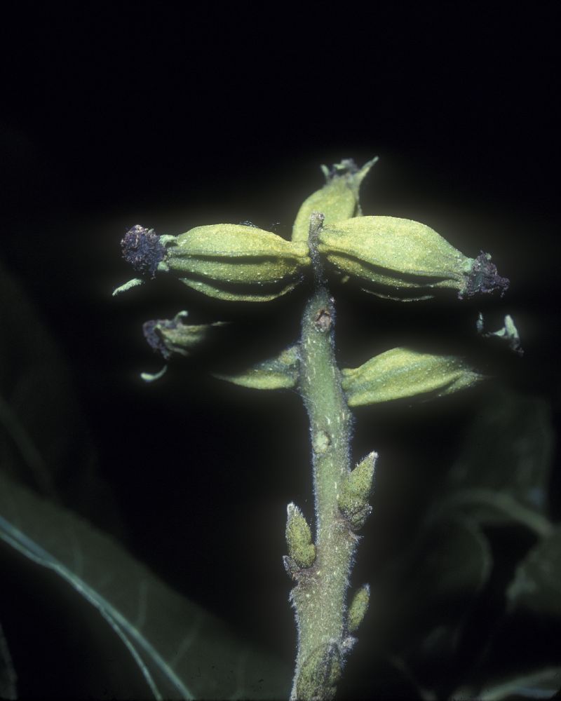 Juglandaceae Carya illinoensis