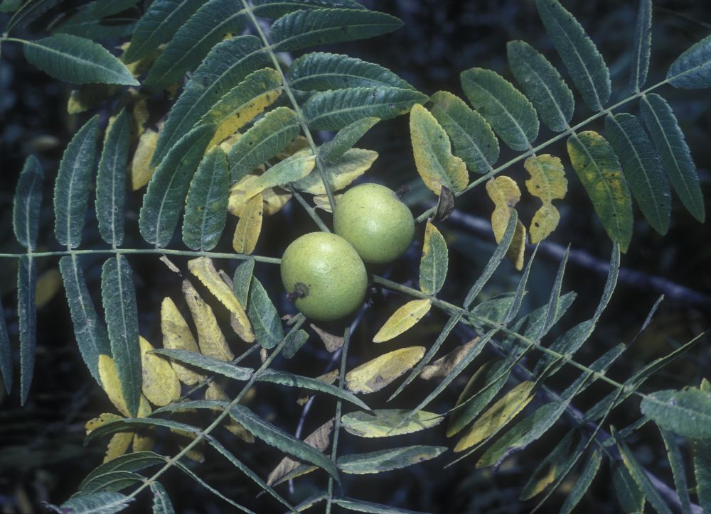 Juglandaceae Juglans californica