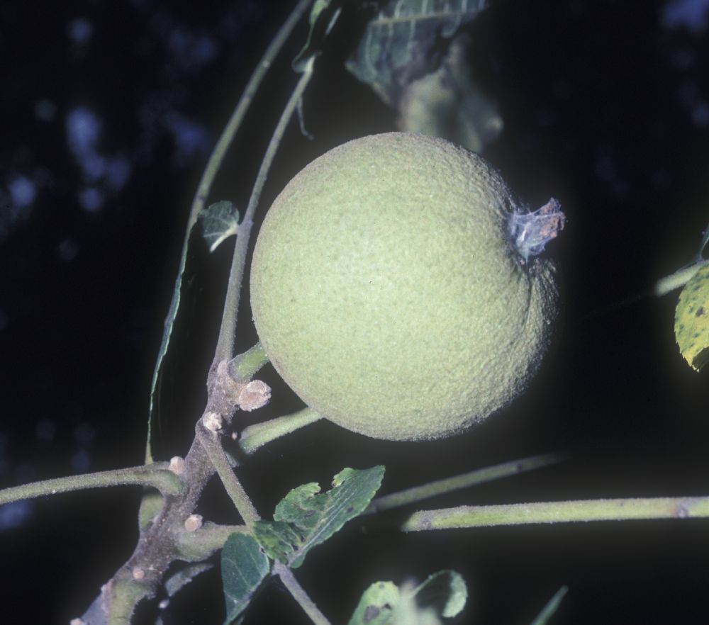 Juglandaceae Juglans nigra