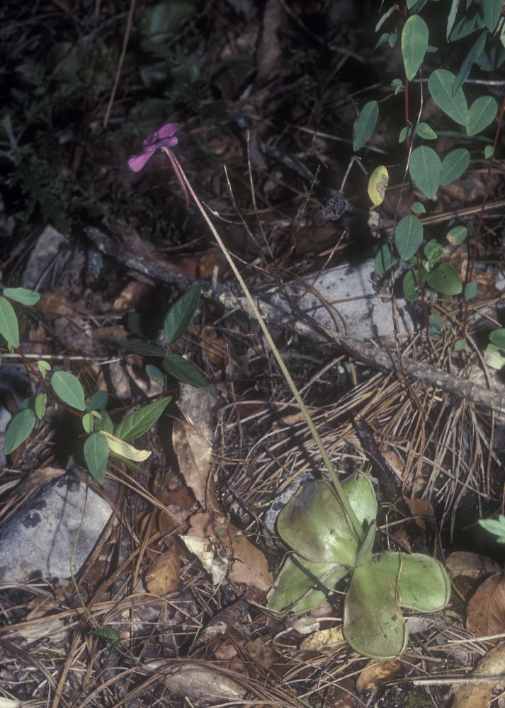 Lentibulariaceae Pinguicula 