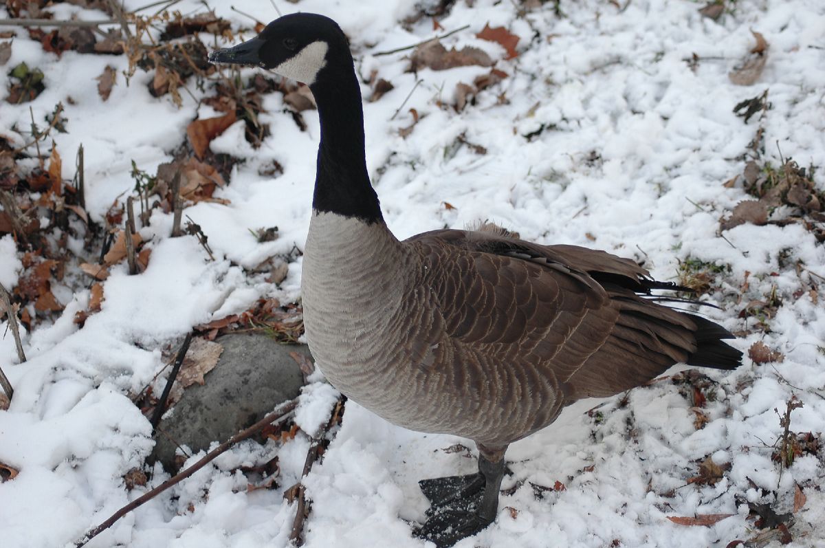 Anatidae Branta canadensis