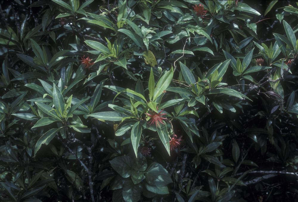 Schisandraceae Illicium mexicanum