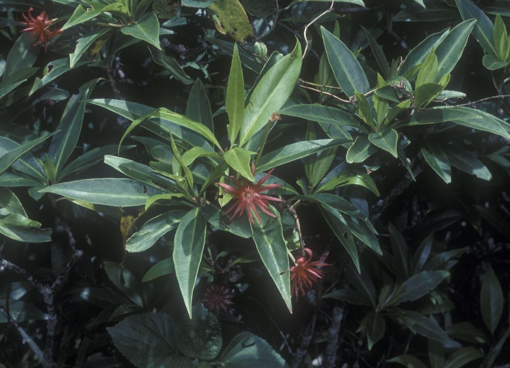 Schisandraceae Illicium mexicanum