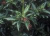 image of Illicium mexicanum