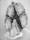 image of Chloranthus officinalis