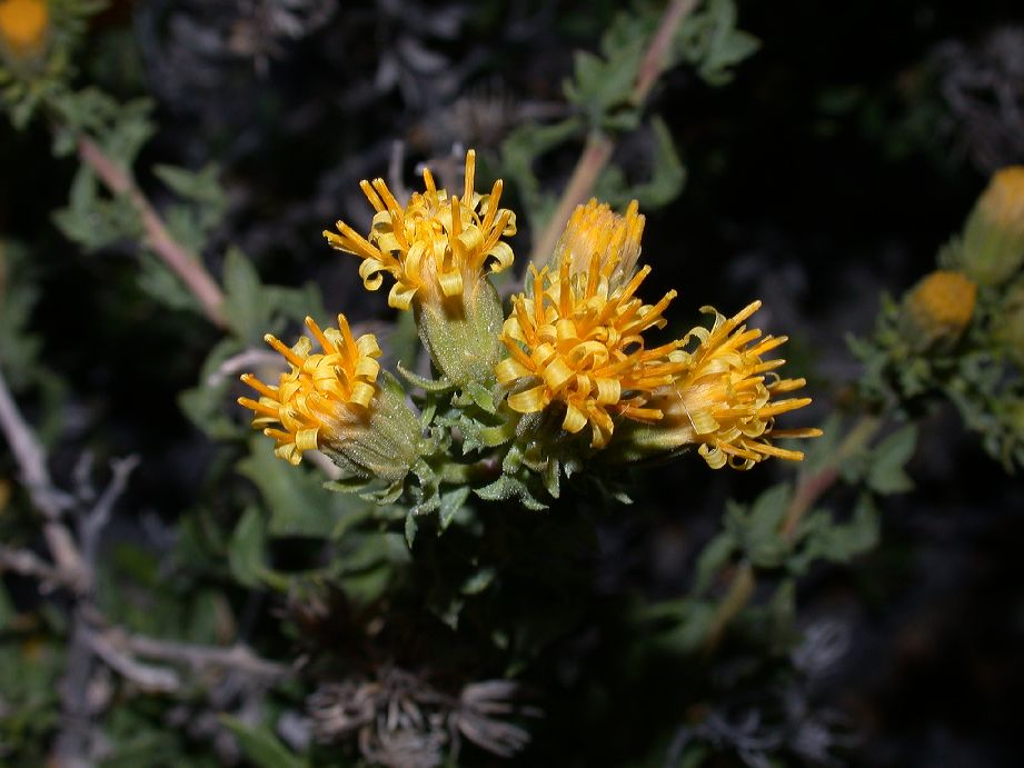 Asteraceae Ameghinoa patagonica