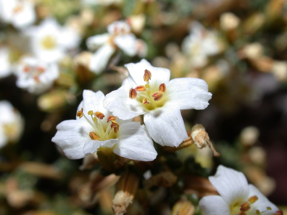 Frankeniaceae Frankenia chubutensis