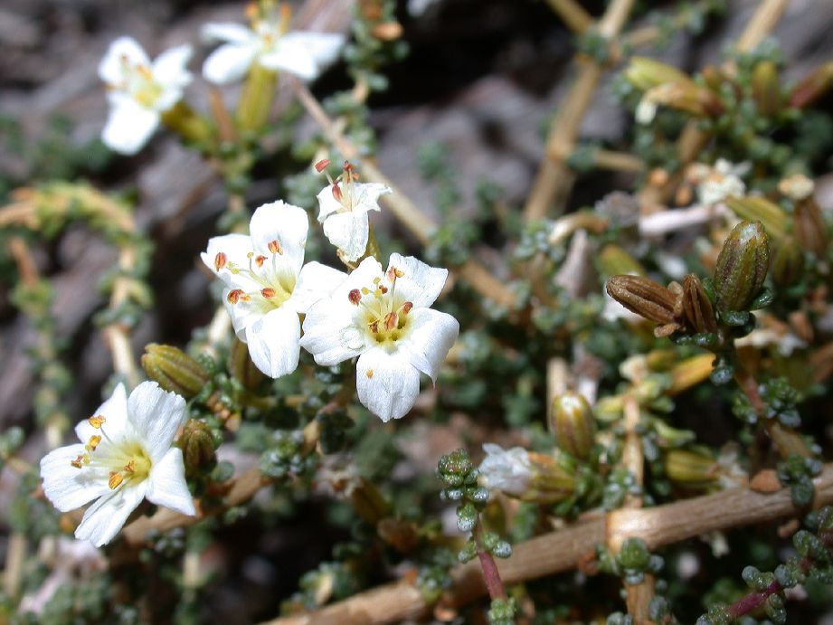 Frankeniaceae Frankenia chubutensis