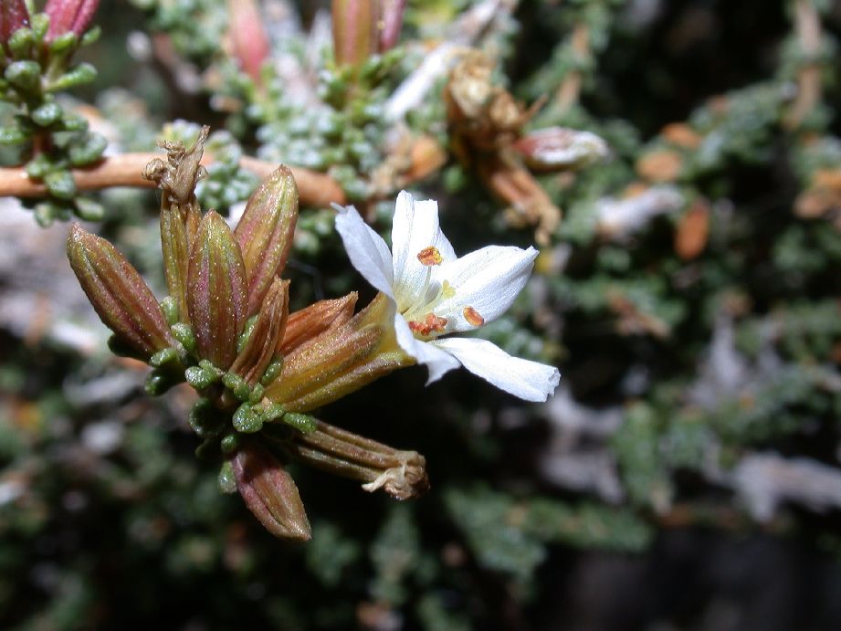 Frankeniaceae Frankenia chubutensis