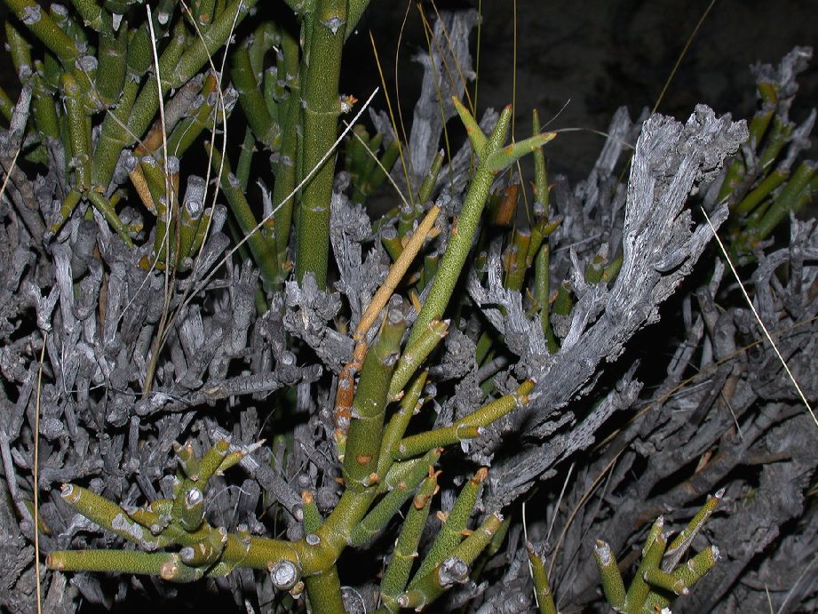 Oleaceae Menodora robusta