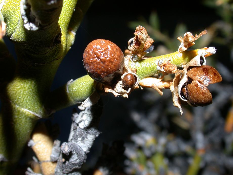 Oleaceae Menodora robusta